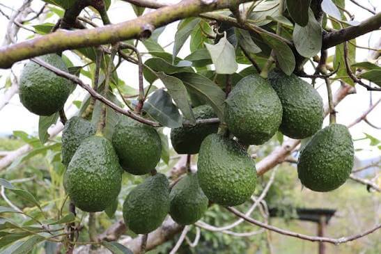 Aguacate Hass en finca colombiana