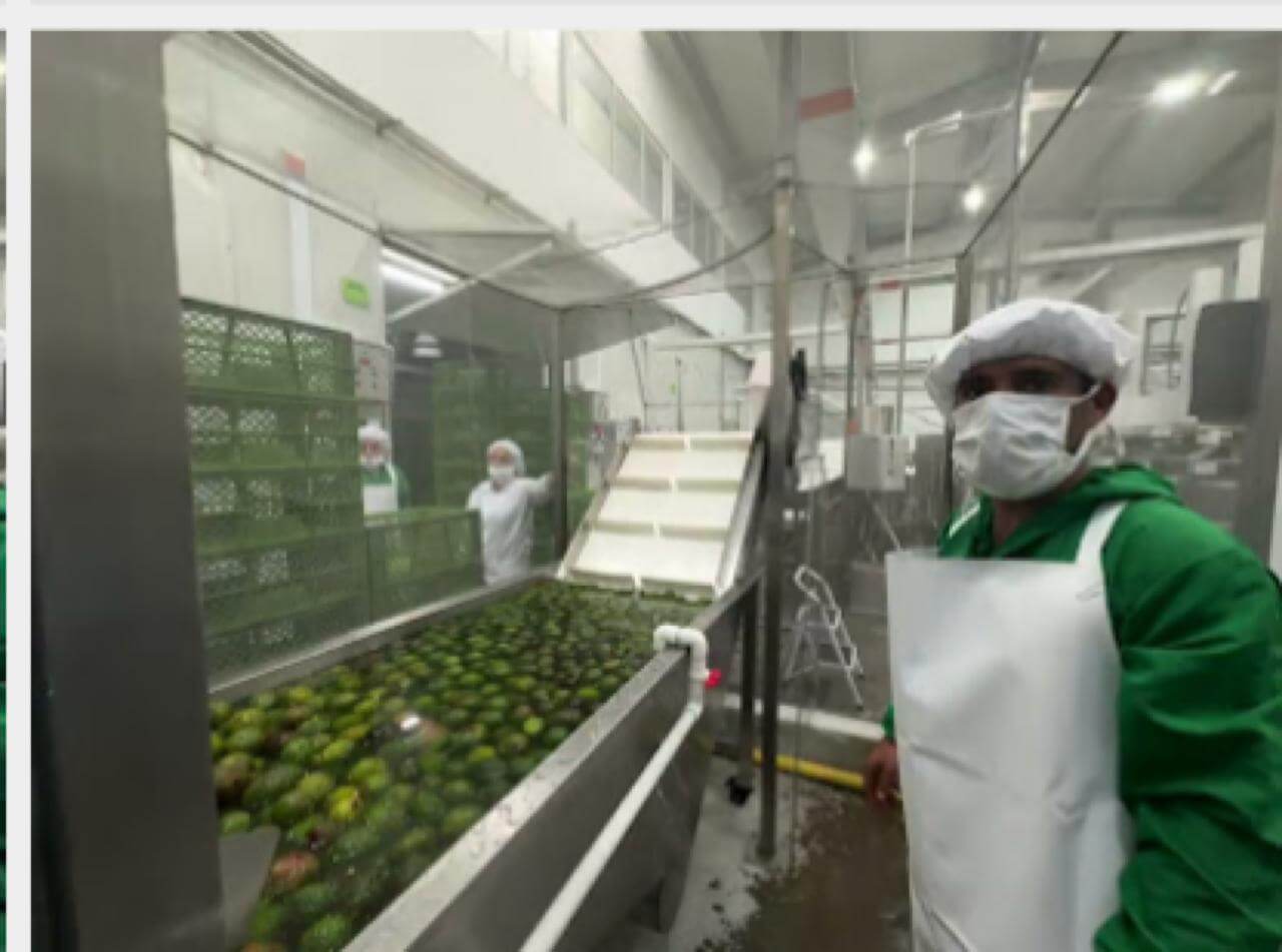 Selección y lavado de aguacates hass en línea de proceso