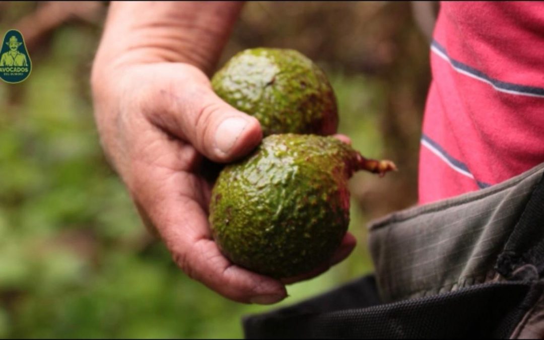 Aguacate: El nuevo café colombiano